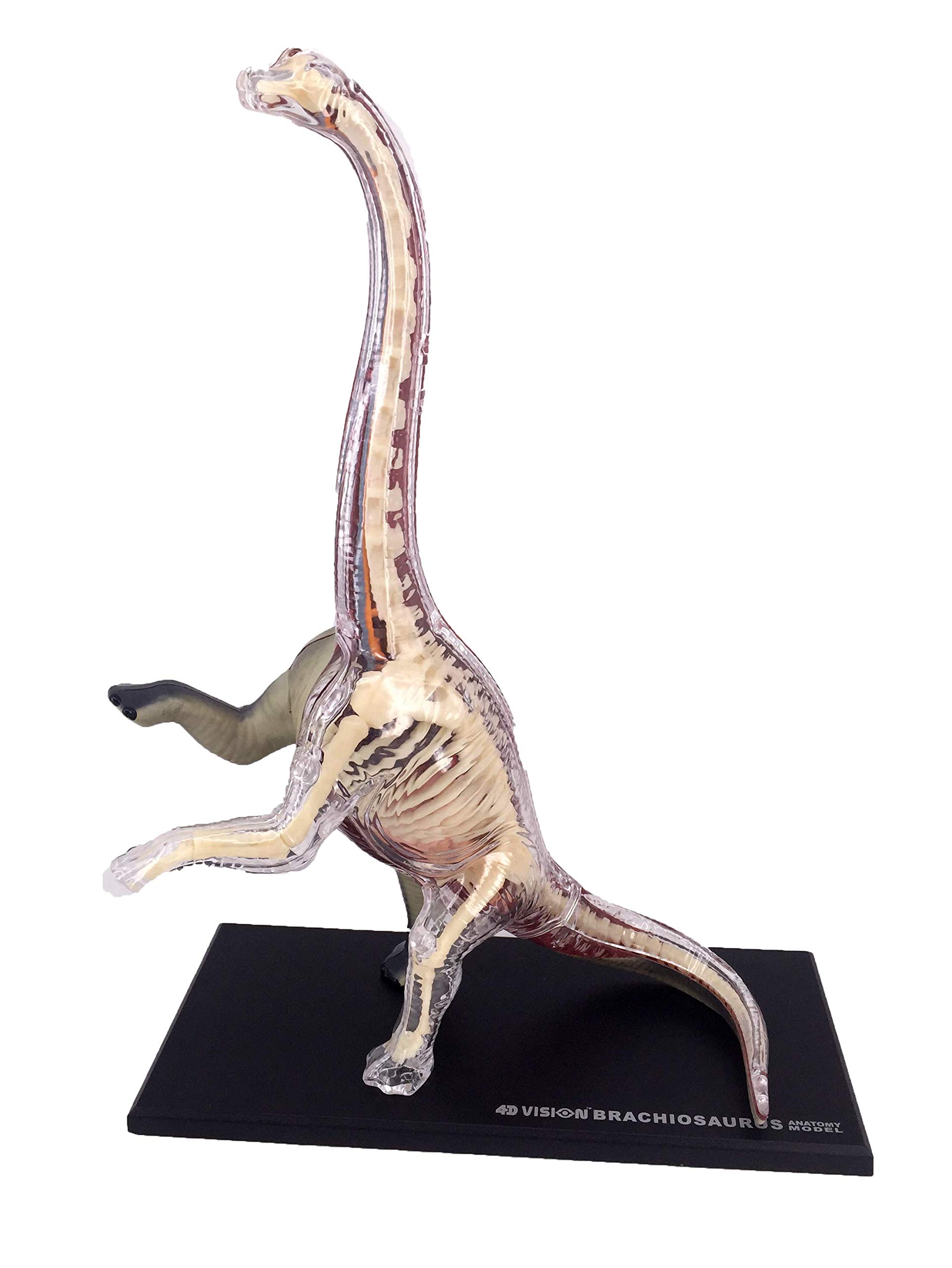 Amazon.co.jp: 4D VISION 動物解剖モデル 立体パズル 【 BRACHIOSAURUS